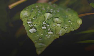 Weathering the Storm with Low Volatility
